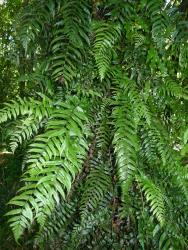 Blechnum filiforme. Mature sterile fronds produced on climbing rhizomes, bearing elongated pinnae with acuminate apices.
 Image: L.R. Perrie © Te Papa CC BY-NC 3.0 NZ